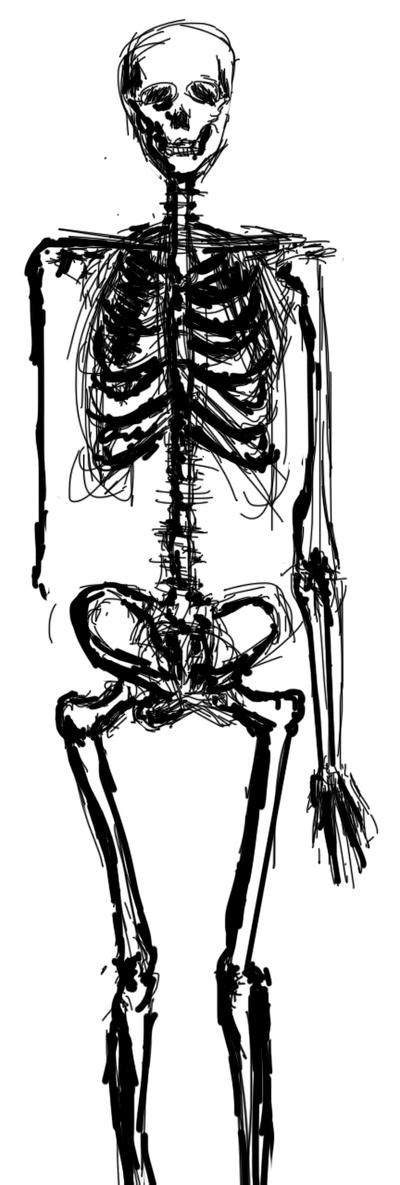 Human Skeleton Sketch By Domax Art On Deviantart