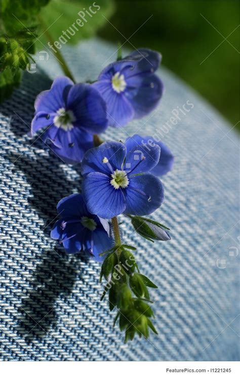Image Of Small Dark Blue Flowers