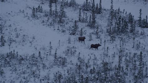 4k Stock Footage Aerial Video Two Moose Running Through The Snow At