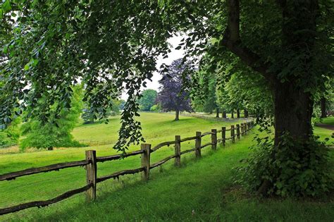 Tree View Trees Nature Path Road Scenery Walk Landscape Fence