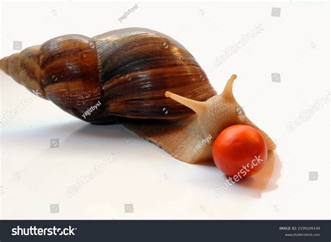 Albinos Giant African Snail Images Stock Photos Vectors