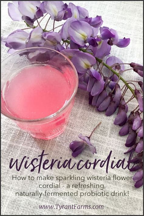 Yes Wisteria Flowers Are Edible And They Make Delicious Drinks