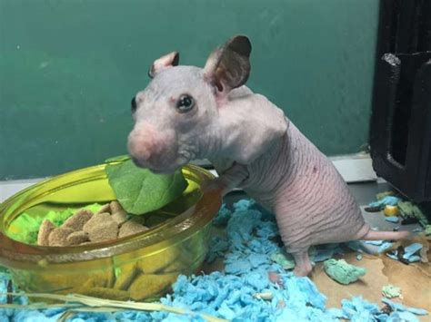 Hairless Hamster Gets A Tiny Sweater To Keep Her Warm The Dodo