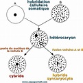 Hybridation cellulaire : définition illustrée et explications