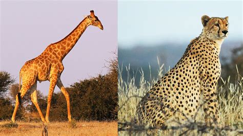 Giraffes And Cheetahs Are Going Extinct Warn Scientists Why Should