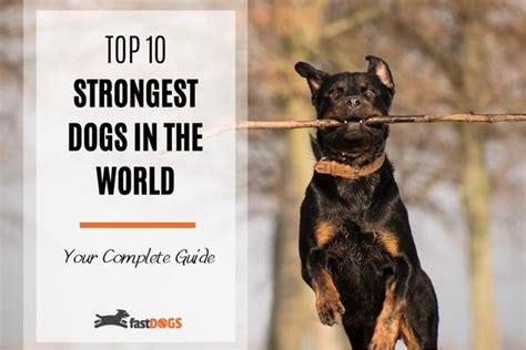 Top 10 Strongest Dogs In The World