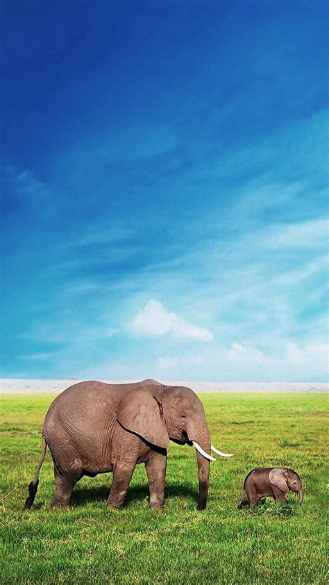 1080p Free Download Elephants Animal Animals Blue Sky Elephant