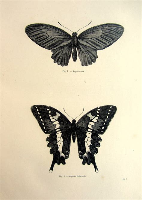 1860 Antique Butterfly Engraving Print Vintage Origina Etsy