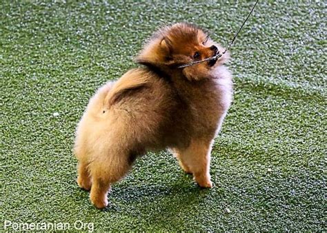 When should you start training a puppy. When Should You Commence Pomeranian Puppy Training?
