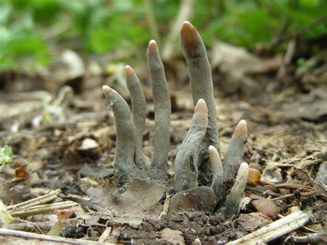 Toe nail fungus can spread from one toe to another or to other body parts. 「死者の指」と呼ばれるキノコがこちら…想像以上に怖い!:らばQ