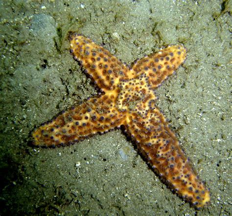 Four Legged Starfish Flickr Photo Sharing