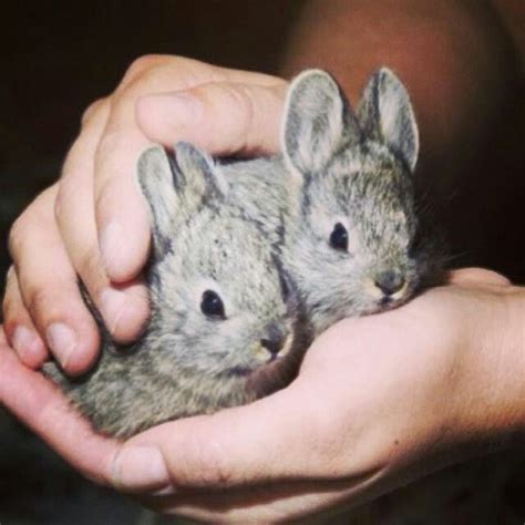 Pygmy Rabbit Extinct In Wild Help Them Too Cute Cute Animals