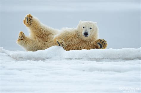 Polar Bear Cub Playing On Ice Arctic National Wildlife Refuge Alaska