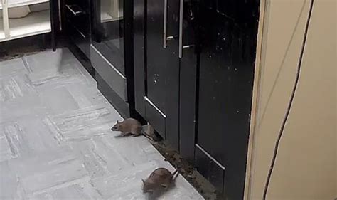 Rats Invade Cobalt Housing Association Home In Norris Green Liverpool
