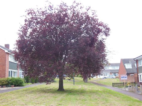 Purple Leaf Tree Ubicaciondepersonascdmxgobmx