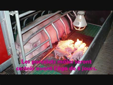 La Castration Des Porcs Délevage Vidéo Dailymotion