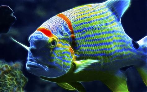 Beauty Colorful Are You Looking At Me Animals Fish Hd