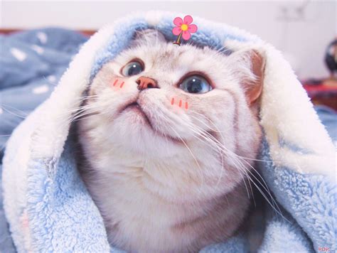 Tuyển Chọn 500 Bộ Hình ảnh Những Con Mèo Dễ Thương Mới Nhất Wikipedia