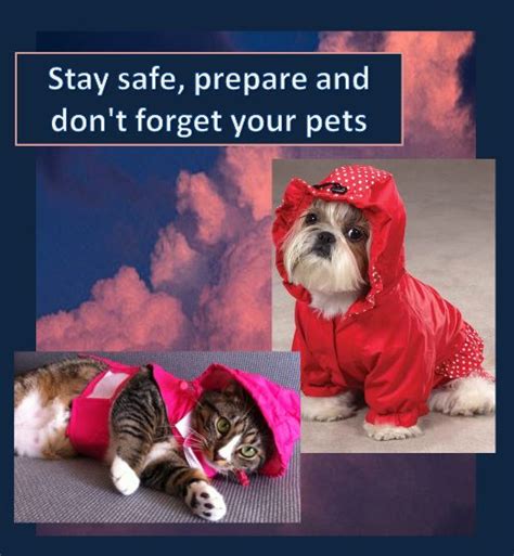 Its National Preparedness Monthdont Forget Your Pets