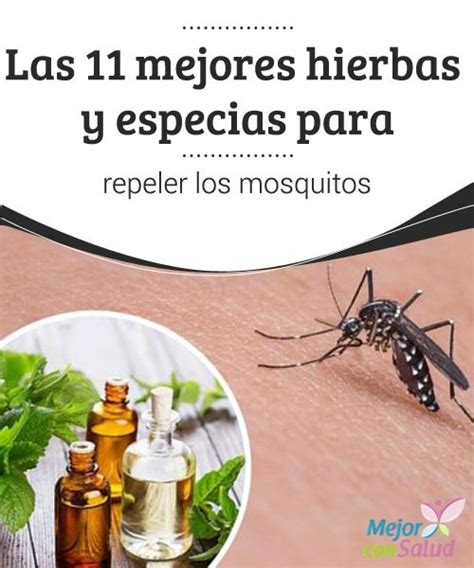 Hierbas Para Repeler Los Mosquitos — Mejor Con Salud Repelente De