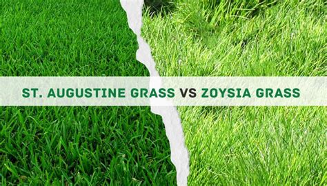 St Augustine Grass Vs Zoysia Grass 5 Key Differences And The Winner