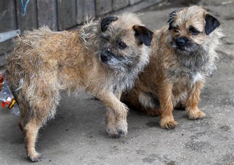 A Real Life Lassie The Terrier Who Dug Her Way Out Of A Hole After