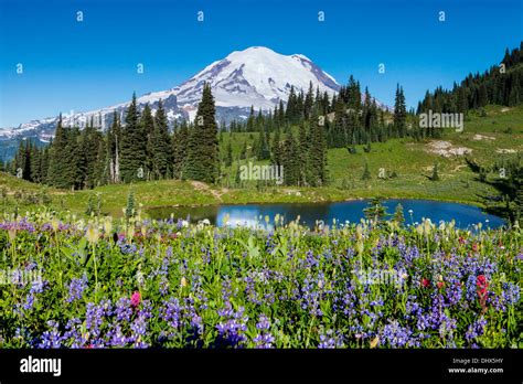 Mount Rainier Above Flower Meadows And A Tarn Along The Naches Peak