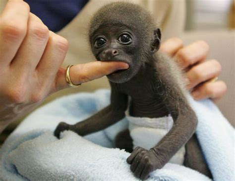 Funny Animals Cute Baby Monkeys