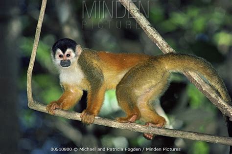 Black Crowned Central American Squirrel Monkey Stock Photo Minden