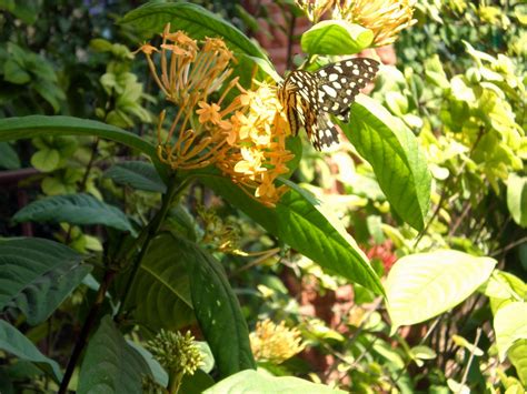 Maradhi Manni Butterflies Butterflies And More Butterfliesin Our