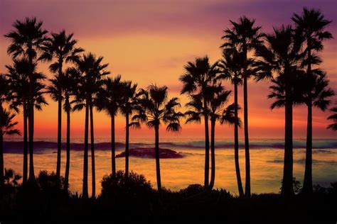 Crescent Bay Laguna Beach Ca Palm Tree Sunset Panoramic
