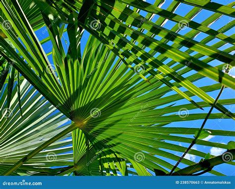 Green Palm Leaves Sky Shining Through Jagged Palm Leaves Tropical