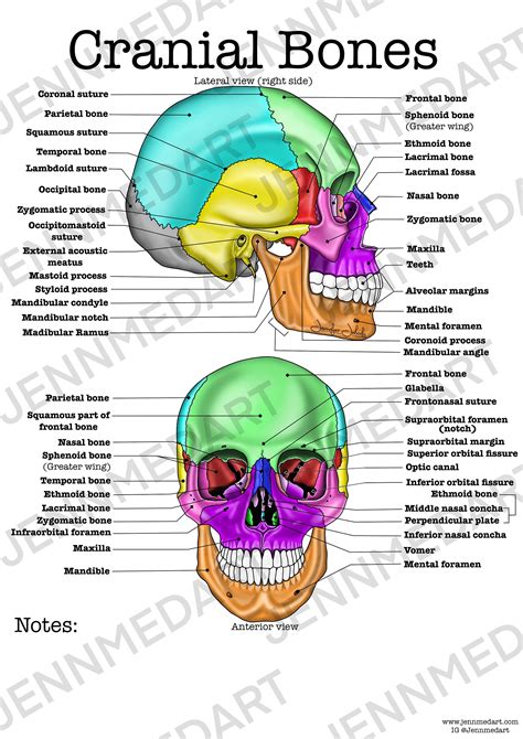 Cranial Bones Anatomy Worksheet Single Filled Digital Download Human