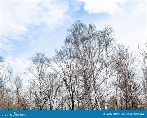 Bare Birch Trees Under White Clouds In Spring Stock Photo Image Of