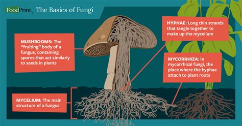 What Are Fungi And What Do They Have To Do With Everything