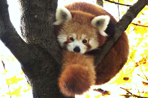 Red Pandas Facts A Furry Collection Of Facts Serious Facts