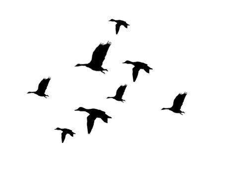 Flying Ducks Silhouette Clipart Best Duck Silhouette Silhouette