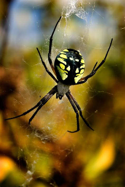 20 Species Of Spiders Found In Georgia Animal Sake