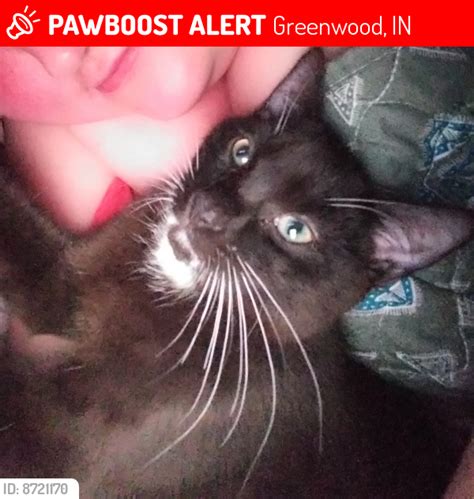 Lost Male Cat In Greenwood In 46143 Named Cheeto Id 8721170 Pawboost
