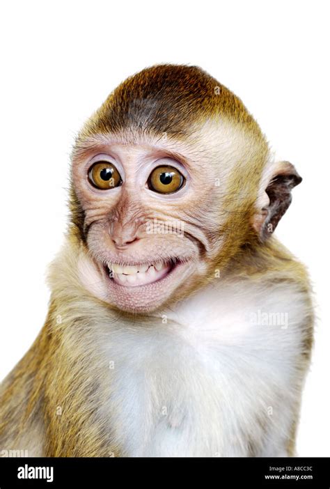 Smile Monkey Hi Res Stock Photography And Images Alamy