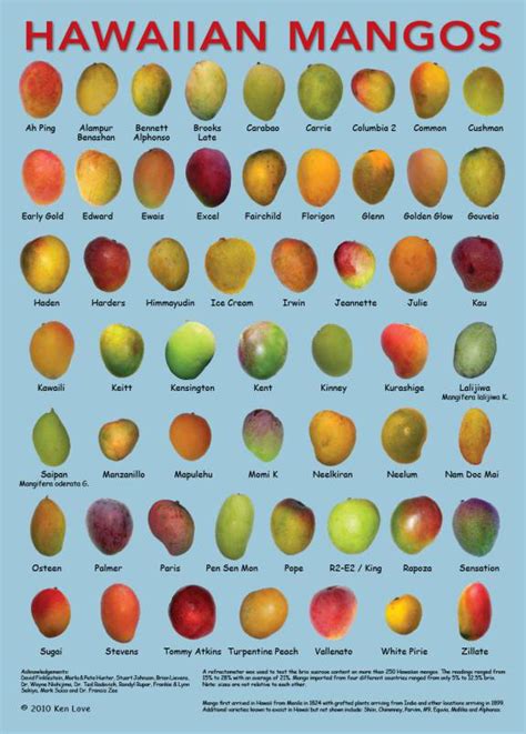 Over 2 000 Varieties Of Mangoes — Napili Farmers Market