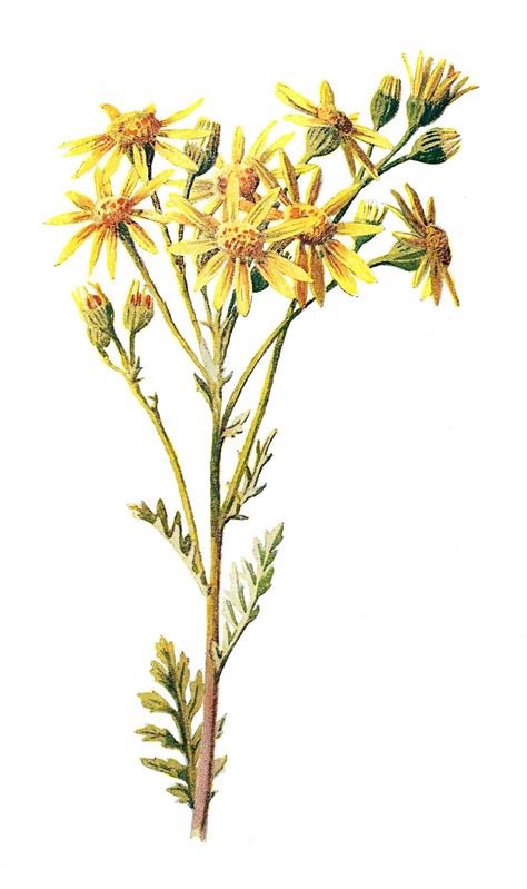 Antique Images Digital Stock Wildflower Image Flower Illustration Rag Wort