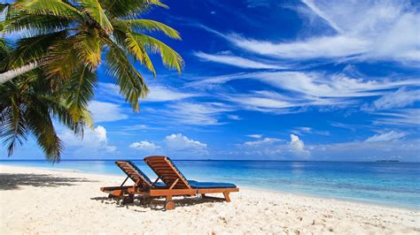 Wallpaper Palm Trees Paradise Beach Deck Chair Sea