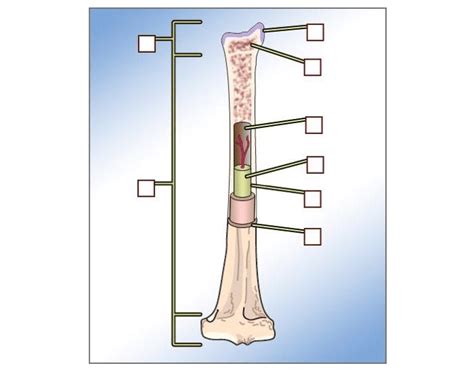 Some, like the rib cage, provide protection for softer body parts, while other bones enable mobility by supporting the muscles. Long bone labeling