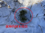 中央环保督察组：黑龙江一林企毁林种参1.6万余亩_新闻频道_中华网