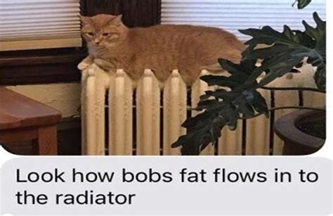 50 Memes 2020 Are Leaked on Internet Introverts Are Ruling ... Let's face it, cats are the unofficial mascots of the internet.
