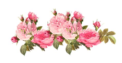 Pink Flowers Rose Clip Art Flower Png Download 915480 Free