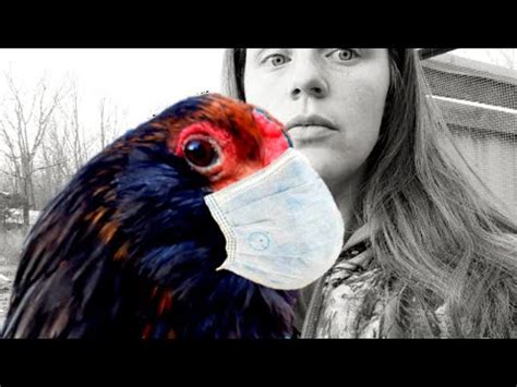 In this friendship day special video. Sick chicken symptoms? / How to help a sick chicken - YouTube