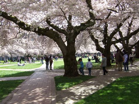 Popular Street Trees Of Seattle The Urban Naturalist