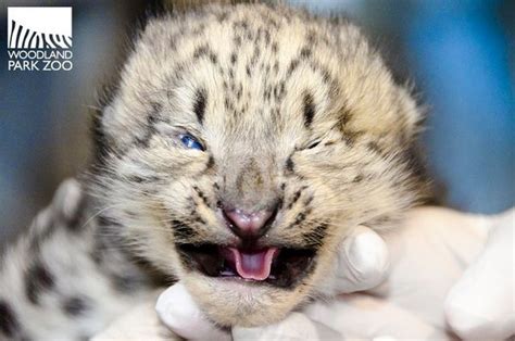 Triplet Snow Leopard Cubs Only Two Weeks Old Zooborns